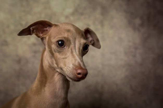 Portrait de petit chien lévrier italien