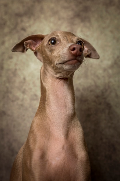 Portrait de petit chien lévrier italien