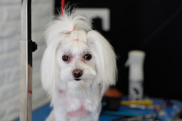 Portrait d'un petit chien maltais après une coupe de cheveux avec une queue de cheveux sur sa tête gros plan