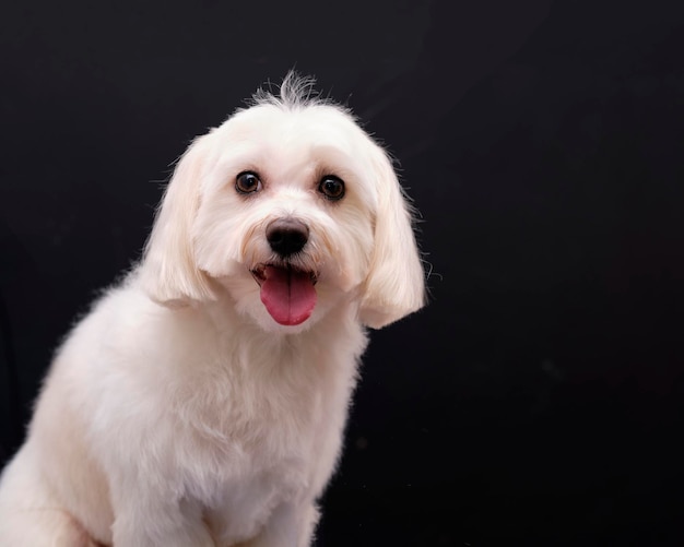 Portrait d'un petit chien maltais sur fond noir