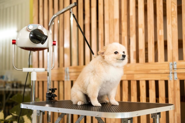 Portrait de petit chien mignon prêt pour le toilettage au salon de spa pour animaux de compagnie