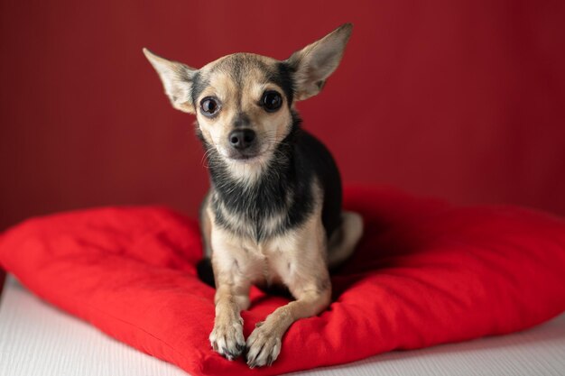 Photo portrait d'un petit chien terrier sur un fond rouge