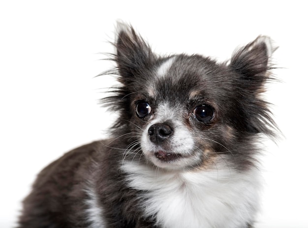Portrait d'un petit Chihuahua isolé sur blanc