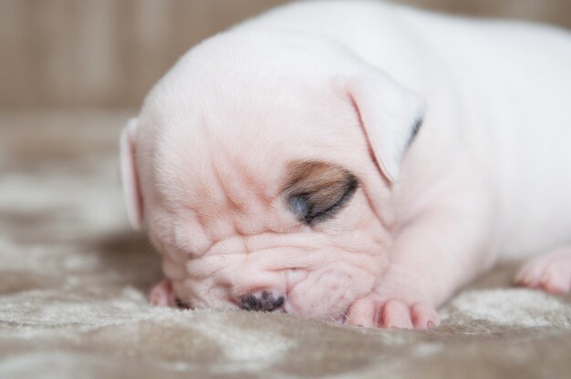 Photo portrait de petit chiot bouledogue américain