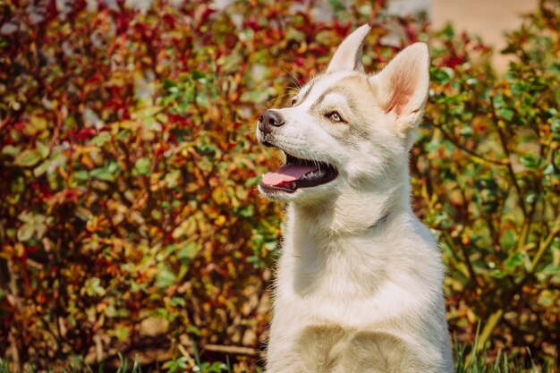 Portrait d'un petit chiot chien husky.