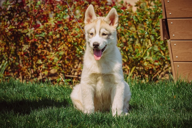 Portrait d'un petit chiot chien husky.