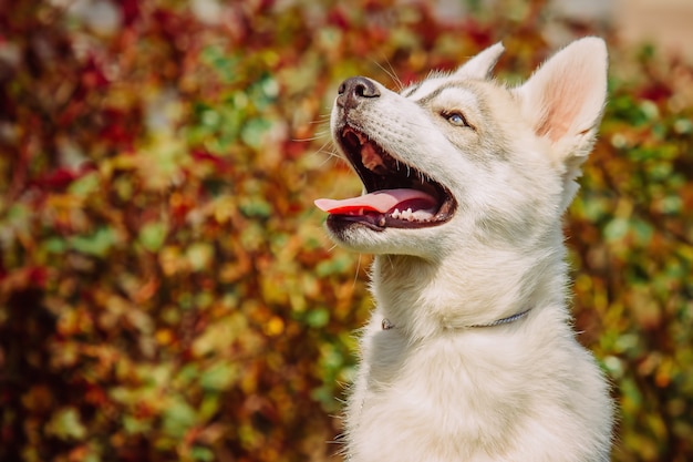 Portrait d'un petit chiot chien husky.