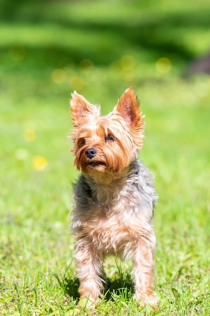 Portrait de petit chiot dans le domaine