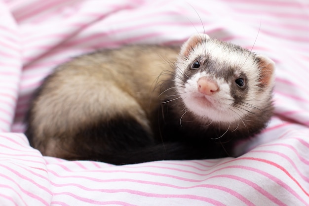 Portrait d'un petit furet