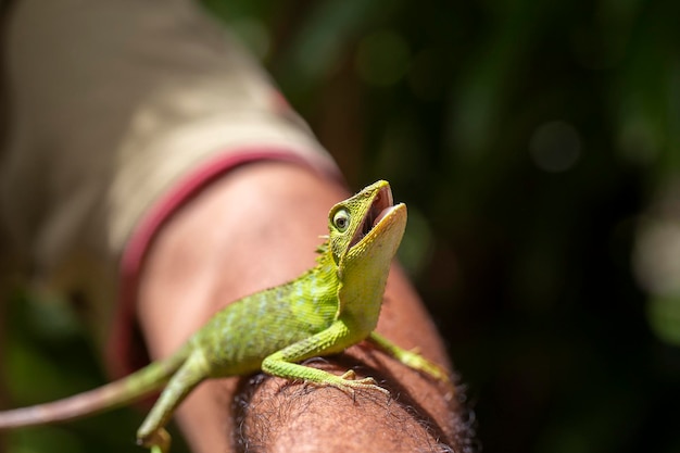 Portrait d'un petit iguane vert sur une main d'homme sur une île tropicale de Bali Indonésie Close up macro