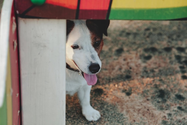 Portrait de petit Jack Russell terrier sur aire de jeux pour chiens. Blanc drôle de petit chien terrier Jack Russell jouant sur une promenade dans la nature, à l'extérieur. Concept d'amour pour animaux de compagnie. Espace de copie pour le site