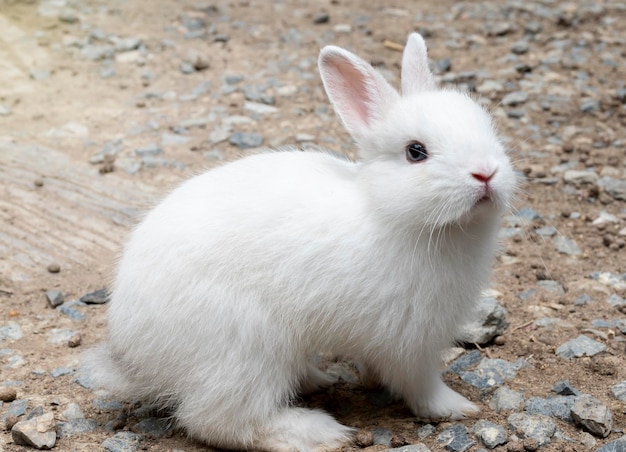 Portrait petit lapin blanc au sol