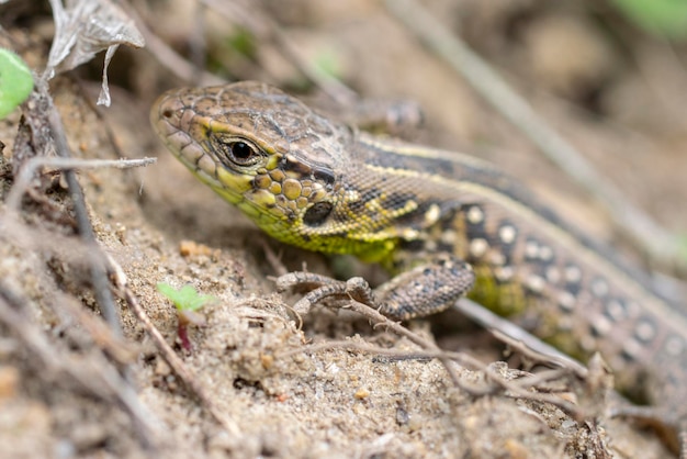 Portrait d'un petit lézard vert au sol