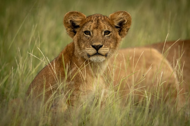 Portrait d'un petit lion assis sur un champ herbeux