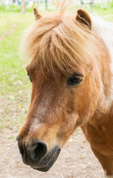 Portrait d&#39;un petit poney marron.