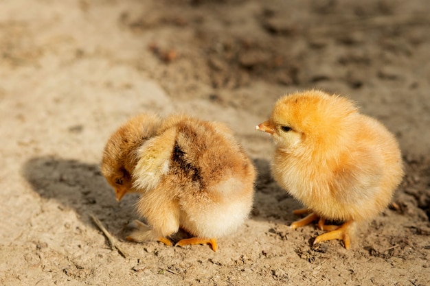 Photo portrait de petit poulet jaune moelleux marchant dans la cour