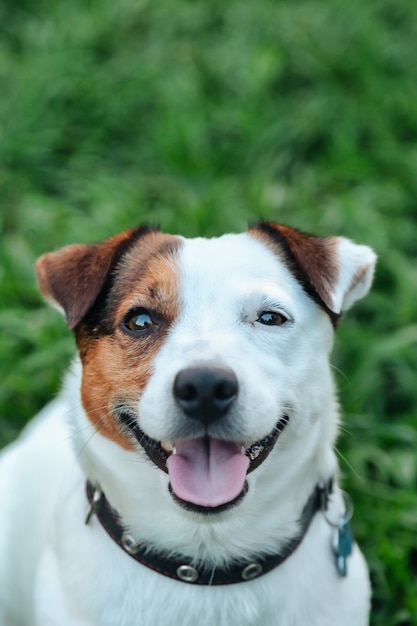 Portrait de petit terrier Jack Russell sur l'herbe verte dans le parc naturel. Blanc drôle de petit chien terrier Jack Russell jouant sur une promenade dans la nature, à l'extérieur. Concept d'amour pour animaux de compagnie. Espace de copie pour le site