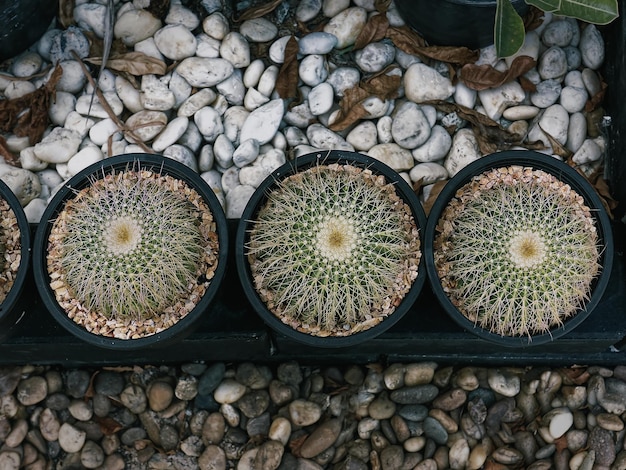 Portrait de petits cactus en pot contre des pierres de gravier