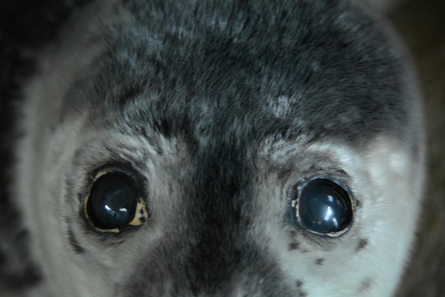 Photo portrait d'un phoque au zoo