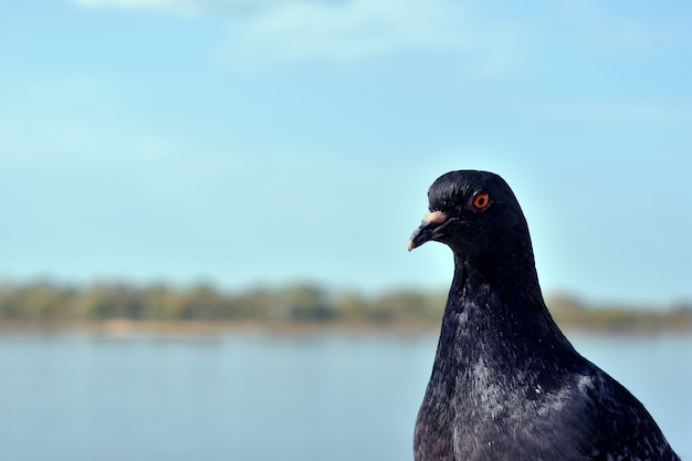 portrait d'un pigeon sur fond de rivière