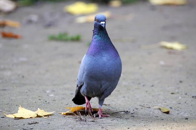 Portrait d'un pigeon gros plan