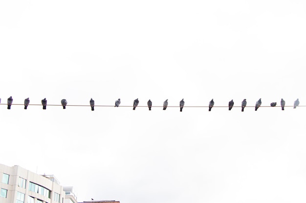 Portrait de pigeon, pigeons sauvages