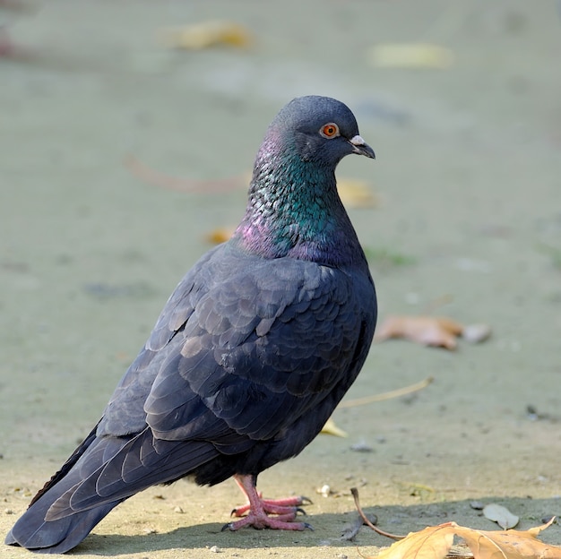 Portrait d'un pigeon se bouchent.