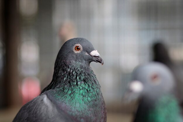 Portrait de pigeon voyageur dans la maison loft