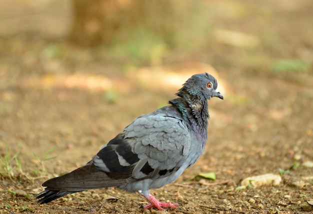 Le portrait d'un pigeon