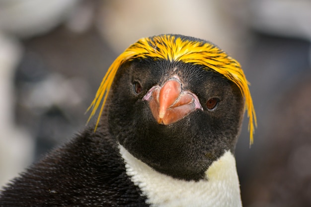 Portrait de pingouin macaroni en Antarctique