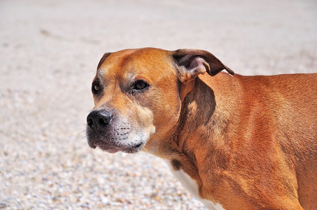 Portrait d&#39;un pit-terrier américain