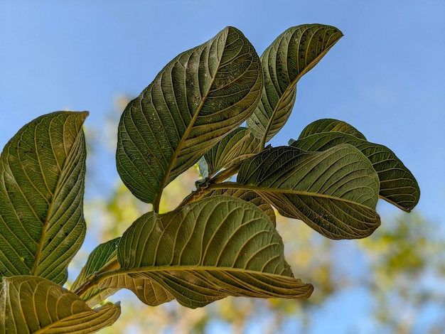 Portrait d'une plante à feuilles vertes