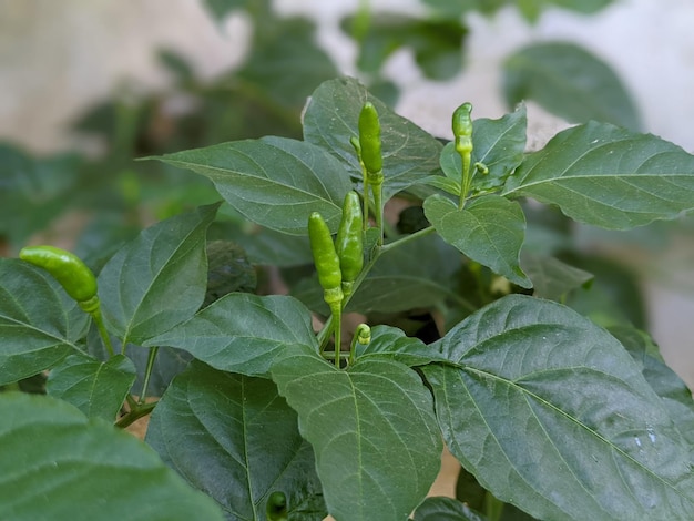 Portrait d'une plante de piment vert