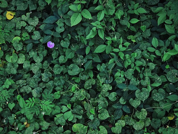 Portrait de plantes vertes et de petites fleurs violettes