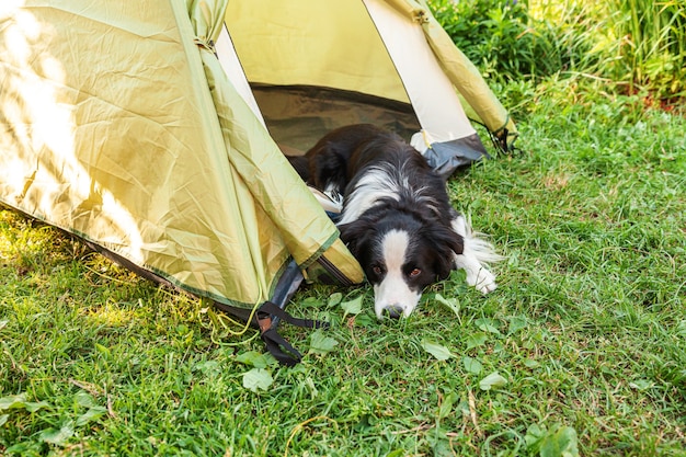 Portrait en plein air de chien chiot drôle mignon border collie couché à l'intérieur dans une tente de camping. Voyage d'animaux, aventure avec chien