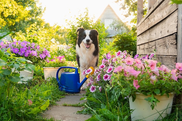 Portrait en plein air d'un chien mignon border collie avec arrosoir sur fond de jardin Chien chiot drôle en tant que jardinier allant chercher un arrosoir pour l'irrigation Concept de jardinage et d'agriculture