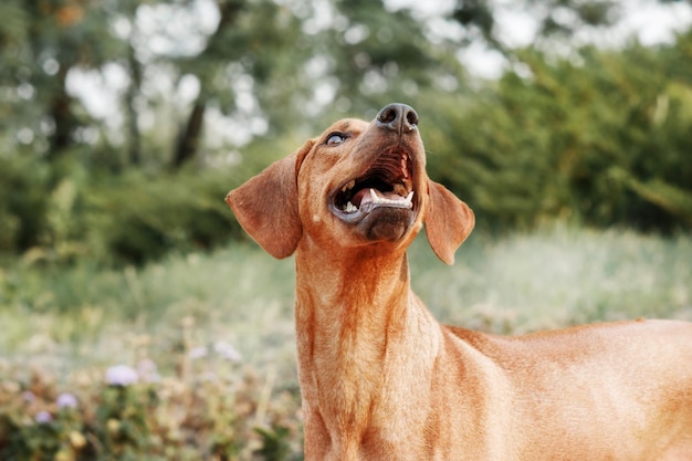 Portrait en plein air de chien Rhodesian Ridgeback