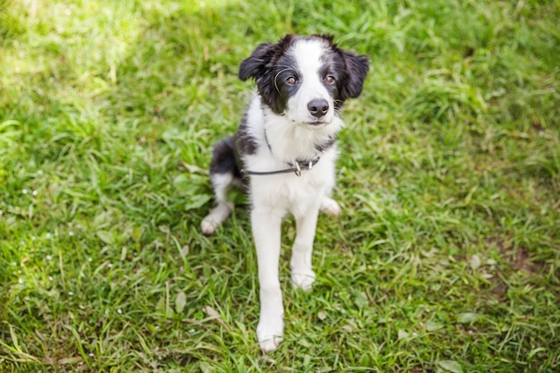 Portrait en plein air drôle de chiot mignon border collie assis sur fond d'herbe