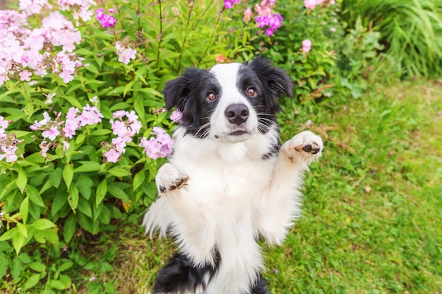 Portrait en plein air de mignon chiot border collie souriant assis sur fond de fleur d'herbe