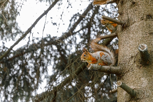 Portrait en plein air d'un mignon écureuil gris roux curieux assis sur une branche d'arbre en fond de forêt littl ...