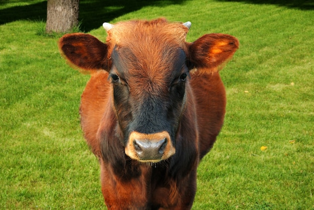 Photo portrait en plein air de vache au pâturage