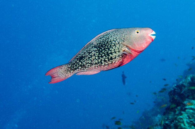 Portrait de poisson perroquet aux maldives