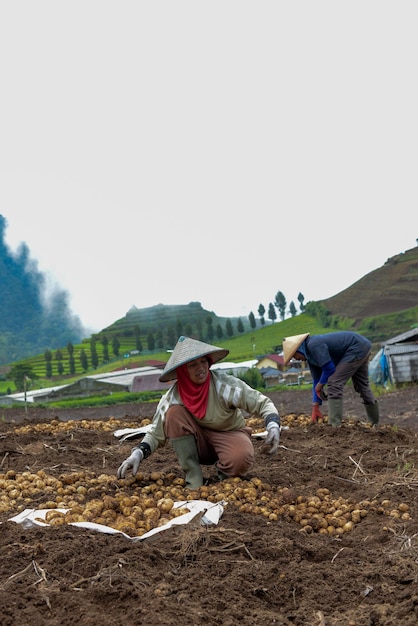 Portrait de pommes de terre de récolte de ferme asiatique