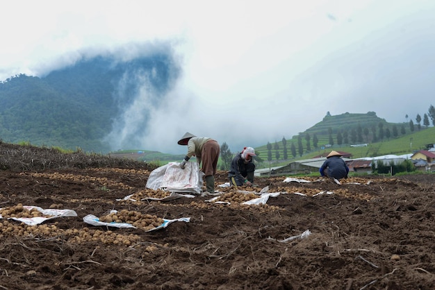 Portrait de pommes de terre de récolte de ferme asiatique