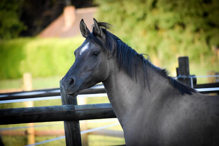 Photo portrait d'un poney de sport grullo dans un champ vert, avec des clôtures en bois