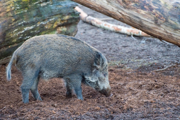 Un portrait de porc sauvage en hiver