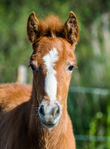 Portrait poulain cheval de Camargue blanc