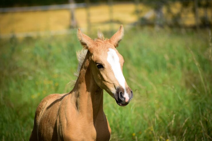 Photo portrait d'un poulain poulain palomino
