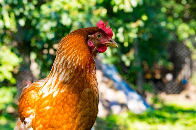 portrait de poule brune sur fond de feuilles vertes à la journée ensoleillée.