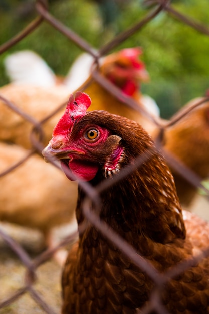 Portrait d'une poule derrière une clôture